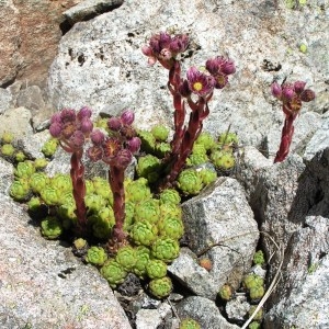 Photographie n°205421 du taxon Sempervivum montanum L. [1753]