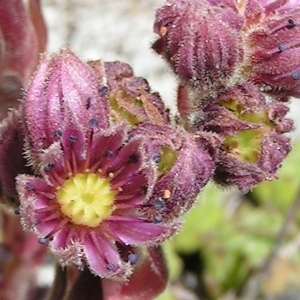 Photographie n°205422 du taxon Sempervivum montanum L. [1753]