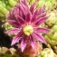  Alain Bigou - Sempervivum montanum L. [1753]