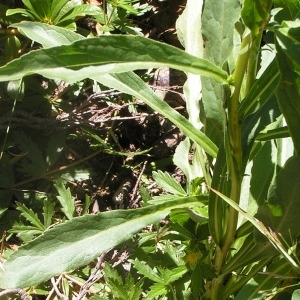  - Solidago virgaurea subsp. virgaurea