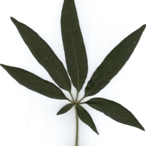 Photographie n°205434 du taxon Vitex agnus-castus L. [1753]