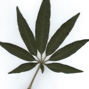 Photographie n°205437 du taxon Vitex agnus-castus L. [1753]