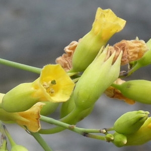 Nicotiana glauca Graham (Tabac arborescent)