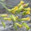  Ans Gorter - Nicotiana glauca Graham [1828]