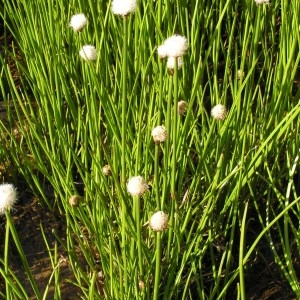  - Eriophorum vaginatum L. [1753]