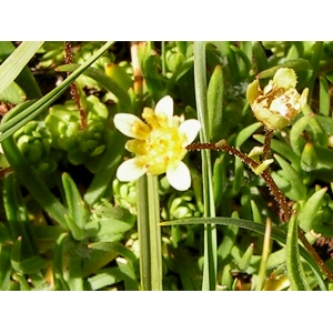 Saxifraga sp.