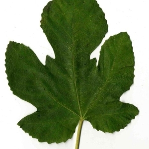Photographie n°205910 du taxon Ficus carica L. [1753]