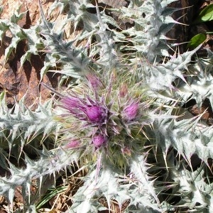 Photographie n°206029 du taxon Carduus carlinoides subsp. carlinoides