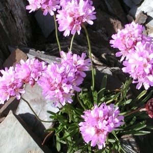 Armeria alpina Willd. (Arméria des Alpes)