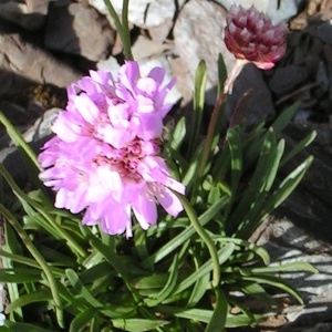 Photographie n°206130 du taxon Armeria alpina Willd. [1809]