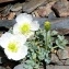  Alain Bigou - Papaver rhaeticum Leresche [1881]