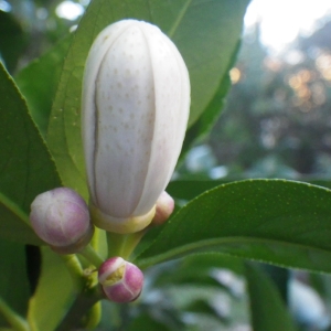 Photographie n°206196 du taxon Citrus limon (L.) Burm.f. [1768]
