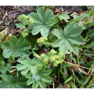 Alchemilla vulgaris subsp. monticola (Opiz) Soó (Alchémille des montagnes)