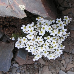  - Saxifraga iratiana F.W.Schultz [1851]