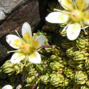 Alain Bigou, le  5 août 2007 (Aragnouet (Pic de Campbieil))