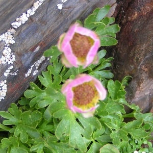  - Ranunculus glacialis L. [1753]