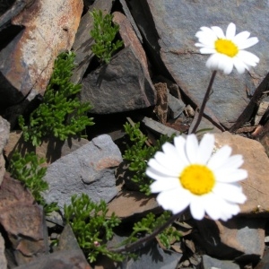 Photographie n°206234 du taxon Leucanthemopsis alpina subsp. alpina