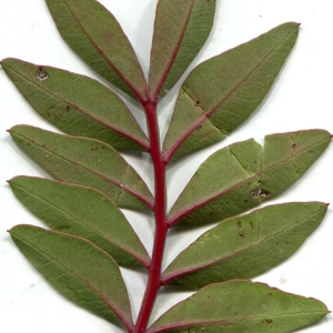 Photographie n°206243 du taxon Pistacia lentiscus L. [1753]