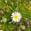  Alain Bigou - Erigeron uniflorus subsp. uniflorus