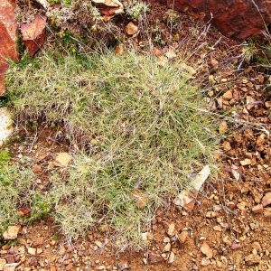 Photographie n°206252 du taxon Festuca gautieri subsp. scoparia (Hack. & A.Kern.) Kerguélen [1983]