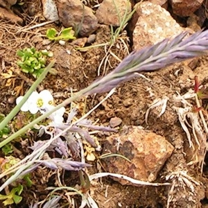  - Festuca gautieri subsp. scoparia (Hack. & A.Kern.) Kerguélen [1983]