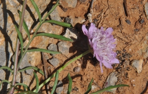 Françoise Carle, le 28 mai 2013 (Fleury (Montagne de la Clape))