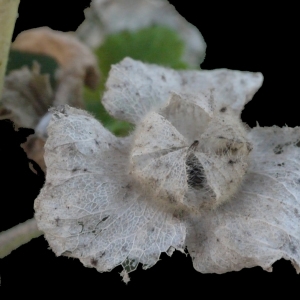 Photographie n°206274 du taxon Lavatera arborea L. [1753]