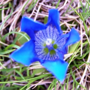 Photographie n°206346 du taxon Gentiana alpina Vill. [1779]