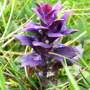  - Ajuga pyramidalis var. pyramidalis