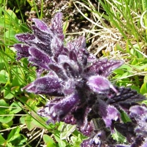 Photographie n°206387 du taxon Bartsia alpina L.