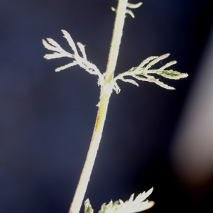 Photographie n°206394 du taxon Anthemis triumfetti (L.) DC. [1815]