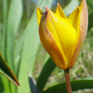 Photographie n°206401 du taxon Tulipa sylvestris L.