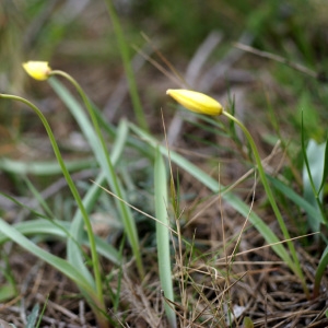 Photographie n°206402 du taxon Tulipa sylvestris L.