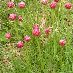 Photographie n°206418 du taxon Armeria alpina Willd. [1809]