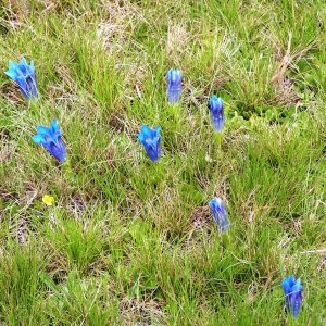 Photographie n°206436 du taxon Gentiana alpina Vill. [1779]