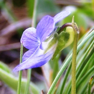 - Viola canina subsp. canina 