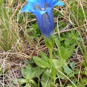 Photographie n°206439 du taxon Gentiana alpina Vill. [1779]