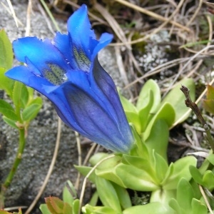 Photographie n°206440 du taxon Gentiana alpina Vill. [1779]