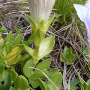 Photographie n°206442 du taxon Gentiana alpina Vill. [1779]