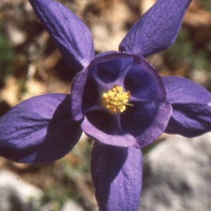 Photographie n°206448 du taxon Aquilegia reuteri Boiss. [1854]