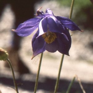 Photographie n°206449 du taxon Aquilegia reuteri Boiss. [1854]