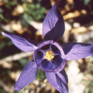 Aquilegia reuteri Boiss. (Ancolie de Bertoloni)