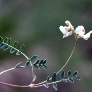  - Astragalus alpinus L. [1753]