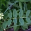  Liliane Roubaudi - Astragalus glycyphyllos L. [1753]