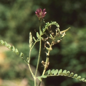  - Astragalus hypoglottis L. [1771]