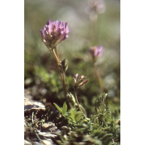 Astragalus leontinus Wulfen (Astragale de Lienz)