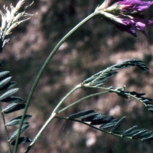  - Astragalus onobrychis L. [1753]