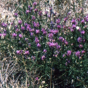 - Astragalus onobrychis L. [1753]