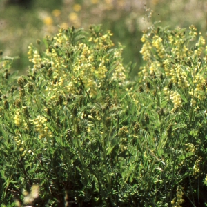 Photographie n°206520 du taxon Astragalus penduliflorus Lam. [1779]