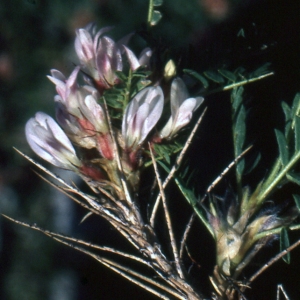 Photographie n°206521 du taxon Astragalus sempervirens Lam. [1783]